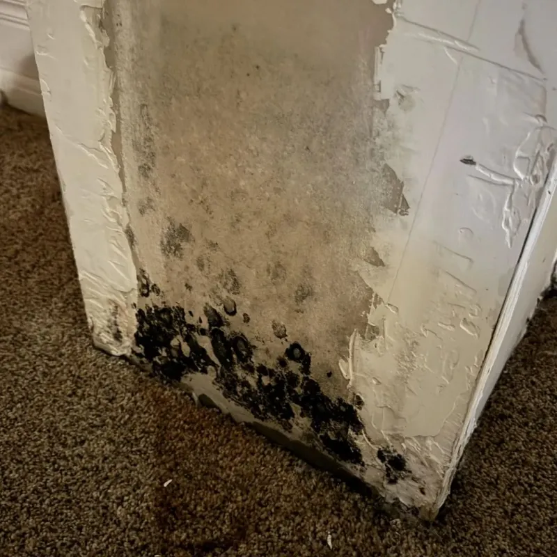 Professional Mold Removal in Keyser, WV